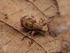 Phytoscaphus triangularis