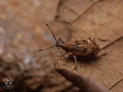 Phytoscaphus triangularis