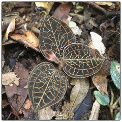 Anoectochilus regalis