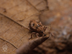 Phytoscaphus triangularis