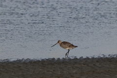 Limosa lapponica