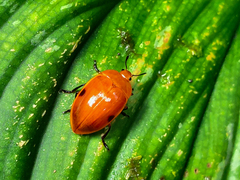 Iphiclus lateripunctatus