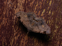 Mecodina