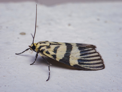 Heortia