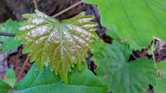 Vitis rotundifolia rotundifolia