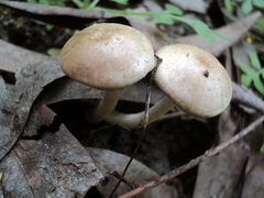 Psathyrella pennata