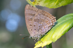 Arhopala eupolis