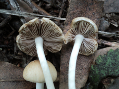 Psathyrella pennata