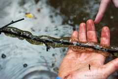 Ambystoma annulatum