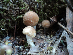 Psathyrella pennata