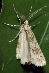 Pseudocoremia rudisata