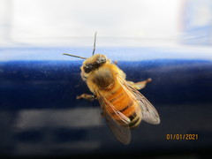 Apis mellifera
