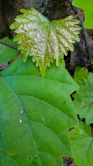 Vitis rotundifolia rotundifolia