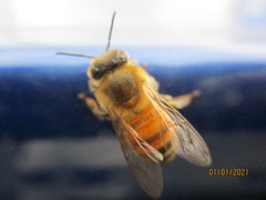 Apis mellifera