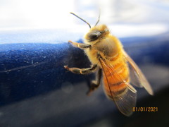 Apis mellifera