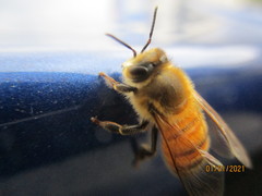 Apis mellifera