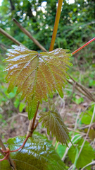 Vitis rotundifolia rotundifolia