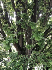 Quercus robur