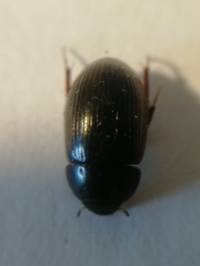Hydrobius
