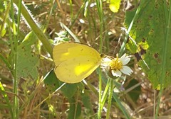 Eurema alitha