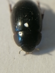 Hydrobius