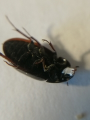 Hydrobius