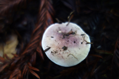 Cortinarius albofragrans