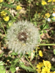 Taraxacum mongolicum