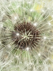 Taraxacum mongolicum