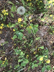 Taraxacum mongolicum