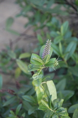 Veronica speciosa
