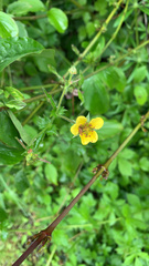 Geum urbanum