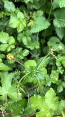Geum urbanum
