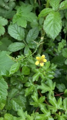 Geum urbanum
