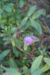 Veronica speciosa