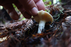 Cortinarius albofragrans