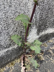 Sonchus asper