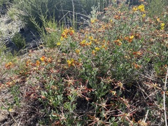 Acmispon grandiflorus