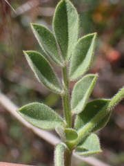 Acmispon grandiflorus
