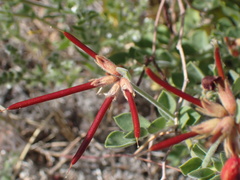 Acmispon grandiflorus