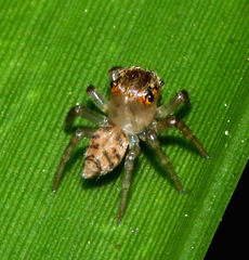 Prostheclina pallida