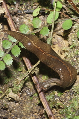 Australopacifica mariae