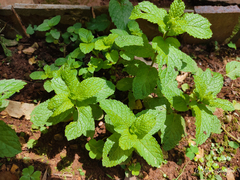 Mentha spicata
