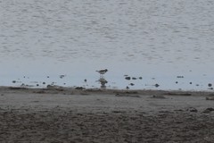 Charadrius hiaticula