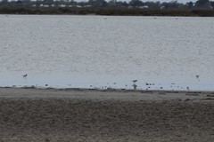 Charadrius hiaticula