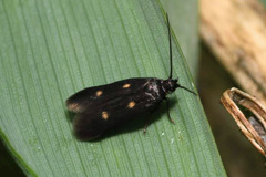 Parascythris muelleri
