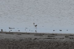 Charadrius hiaticula