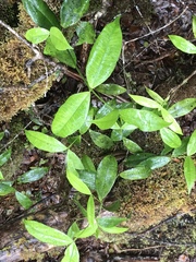 Alyxia stellata