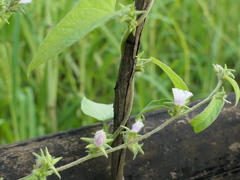 Ipomoea eriocarpa