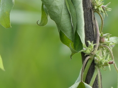 Ipomoea eriocarpa